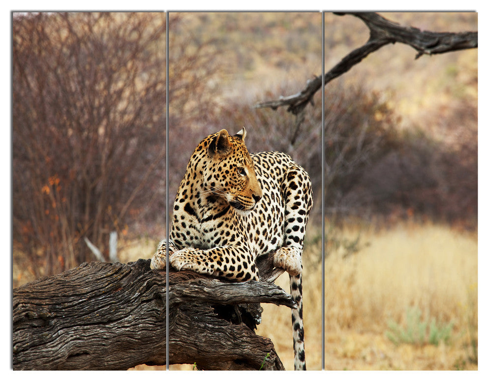 Leopard Sitting on Tree Trunk, African Canvas Art Print, 36x28, 3 Panels