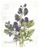 "July Delphinium on White" Digital Paper Print by Katie Pertiet, 24"x30"