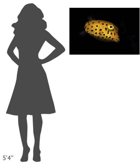 "Yellow Boxfish" Stretched Canvas Giclee by Barathieu Gabriel, 30"x20"