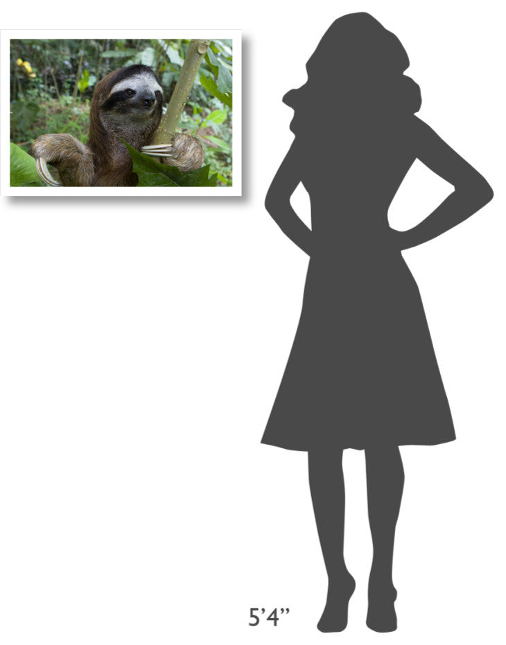 "Brown-throated 3-toed Sloth male, Aviarios Sloth Sanctuary" Paper Art, 26"x18"