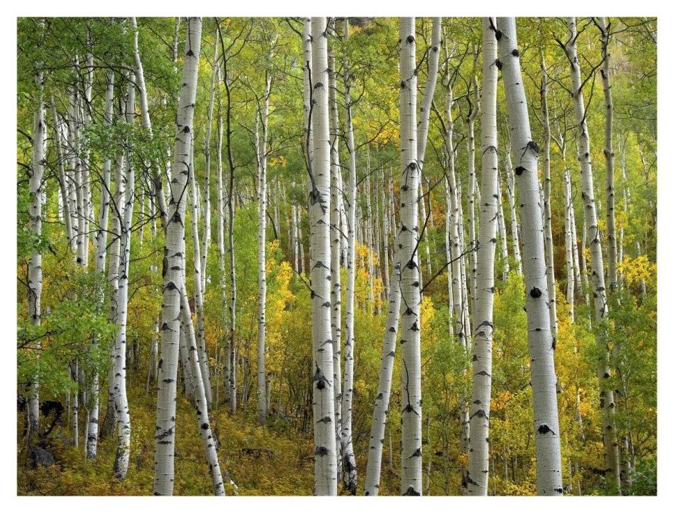 "Aspen trees in fall, Colorado" Digital Paper Print by Tim Fitzharris, 26"x20"
