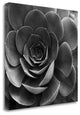 "Floral - 22" By Alan Blaustein, Giclee Print on Gallery Wrap Canvas