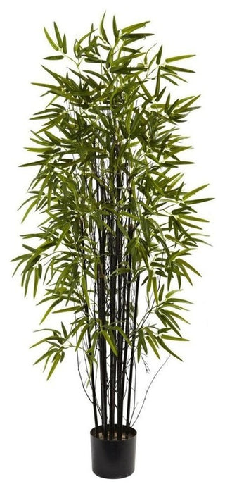5' Black Bamboo Tree