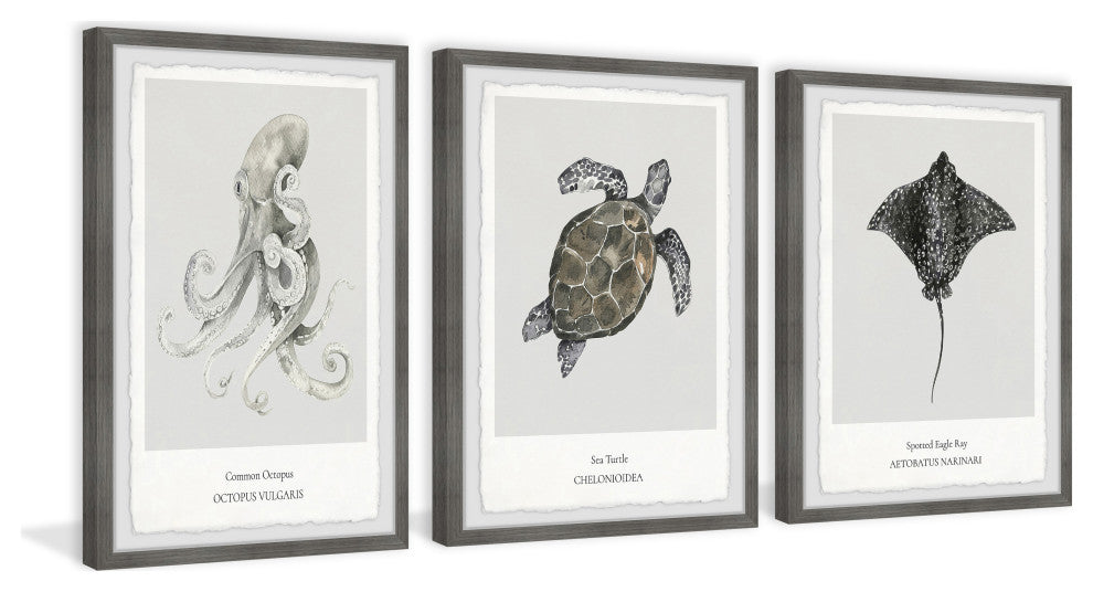 Aetobatus Narinari Triptych, 3-Piece Set, 16x24 Panels