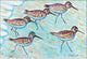 Sandpipers Door Mat 18x26