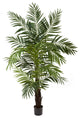 6' Areca Palm Tree