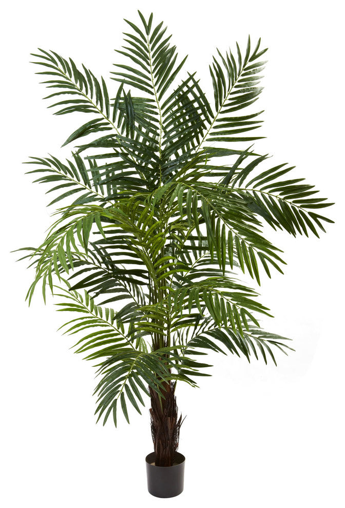 6' Areca Palm Tree