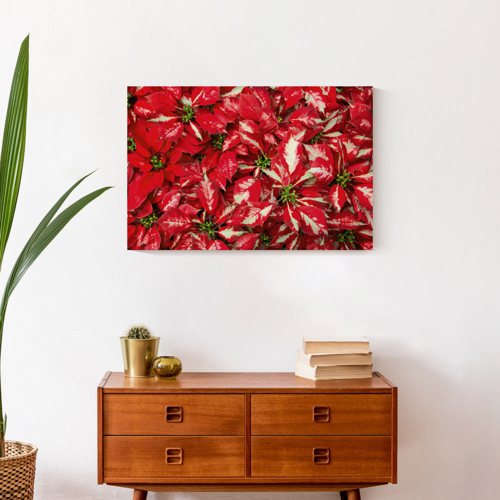 Pointsettia Blooms 2 16x24 Canvas Wall Art