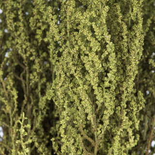 all Natural Stoebe Bundle, Preserved , Oasis Green, 14-18"