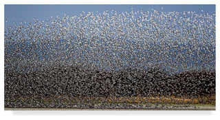 Katsu Uota 'Bird Curtain' Canvas Art, 24"x12"