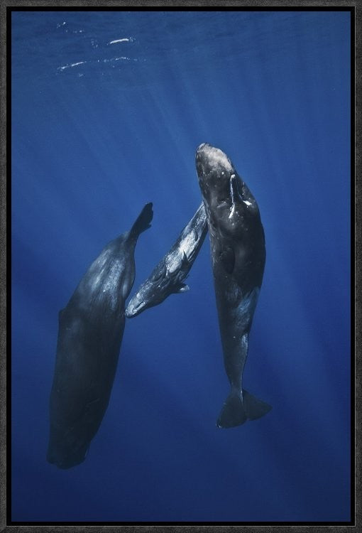 Sperm Whale Family, 12"x18"
