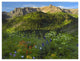 "Wildflower meadow, Mt Sneffels Wilderness, Yankee Boy Basin" Paper Art, 50"x38"