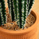 41in. Artificial Cactus, Terracotta Planter