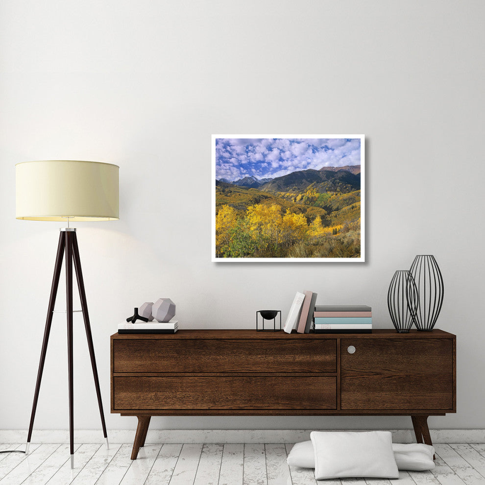 "Quaking Aspen in autumn, Colorado" Paper Print by Tim Fitzharris, 38"x32"