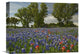 "Sand Bluebonnets And Indian Paintbrush In Bloom, Hill Country, Texas" Artwork