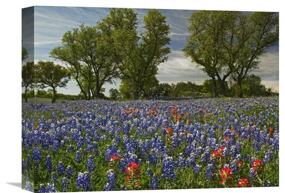 "Sand Bluebonnets And Indian Paintbrush In Bloom, Hill Country, Texas" Artwork