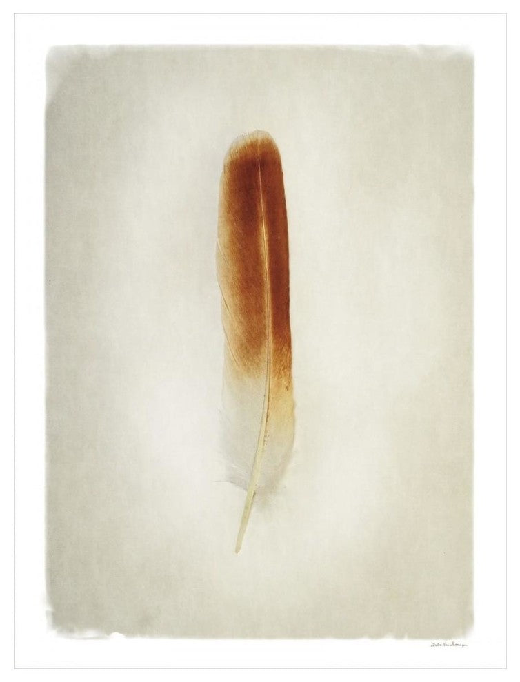 "Feather II" Digital Paper Print by Debra Van Swearingen, 14"x18"