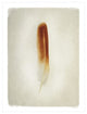 "Feather II" Digital Paper Print by Debra Van Swearingen, 14"x18"
