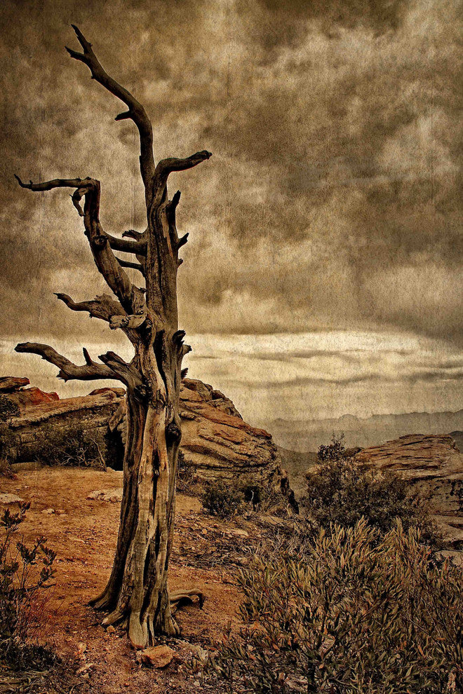 "Crags and Crooks II" Painting Print on Canvas by Robertson