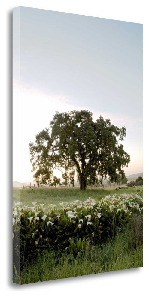 "Oak Tree - 84" By Alan Blaustein, Giclee Print on Gallery Wrap Canvas