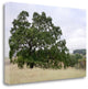 "Oak Tree - 107" By Alan Blaustein, Giclee Print on Gallery Wrap Canvas