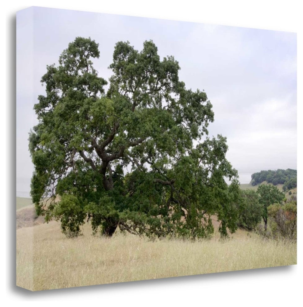 "Oak Tree - 107" By Alan Blaustein, Giclee Print on Gallery Wrap Canvas