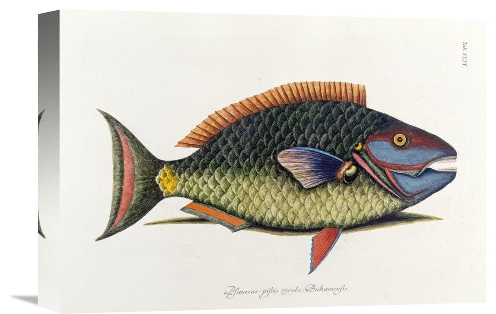 "The Parrot Fish" Stretched Canvas Giclee by Mark Catesby, 16"x11"