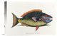 "The Parrot Fish" Stretched Canvas Giclee by Mark Catesby, 16"x11"