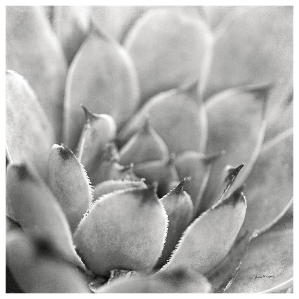 "Garden Succulent I" Digital Paper Print by Laura Marshall, 38"x38"