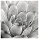"Garden Succulent I" Digital Paper Print by Laura Marshall, 38"x38"
