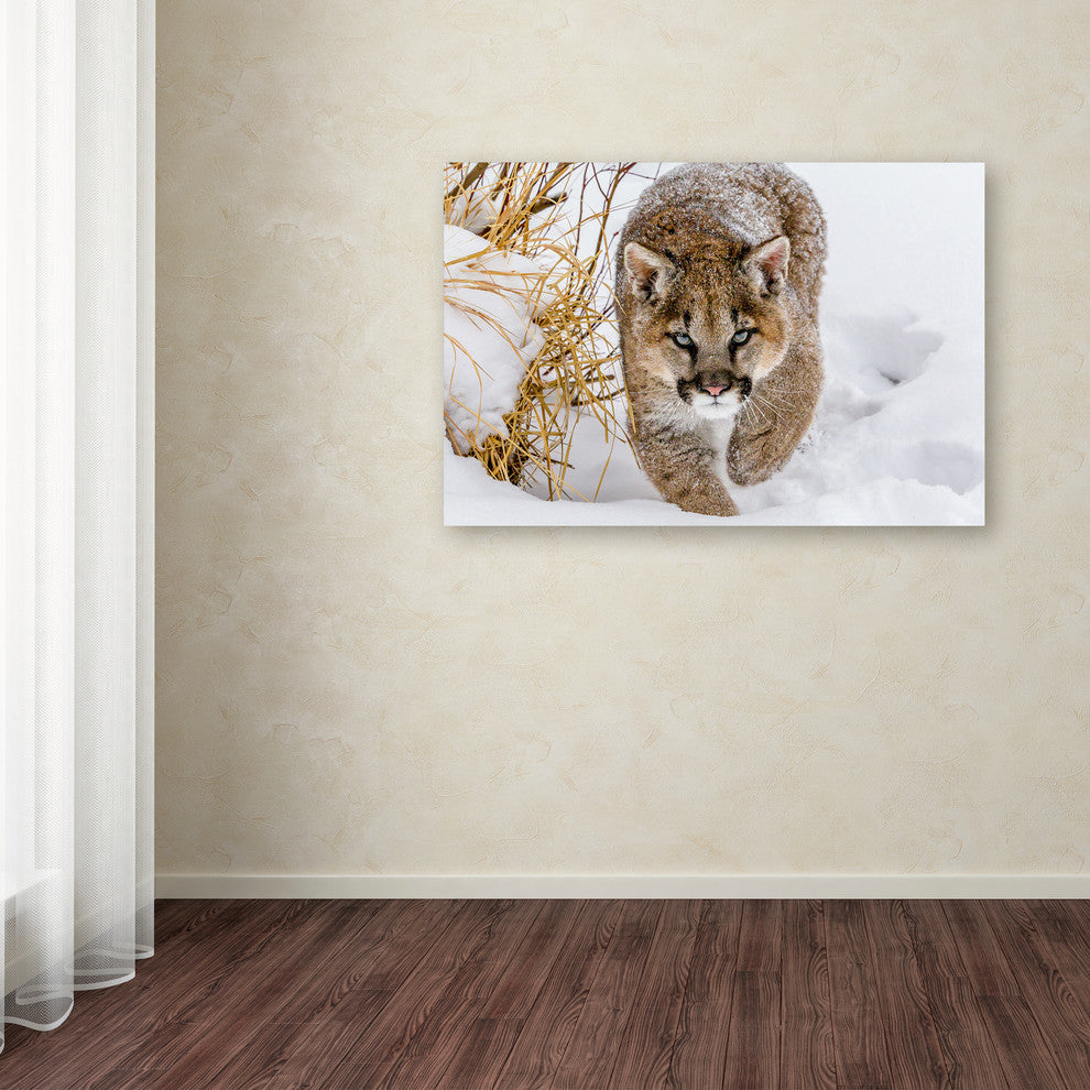 Mike Centioli 'Sneaky Cougar' Canvas Art, 47 x 30