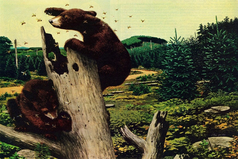 "Honey Bears" Painting Print on Wrapped Canvas
