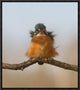 "Against Wind" Framed Canvas Giclee by Cheng Chang, 15x17"