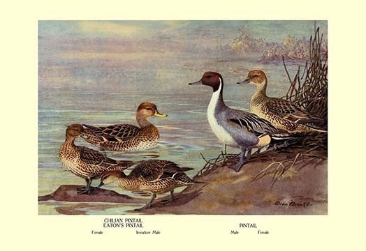 Pintail Ducks- Fine Art Giclee Print 24" x 36"