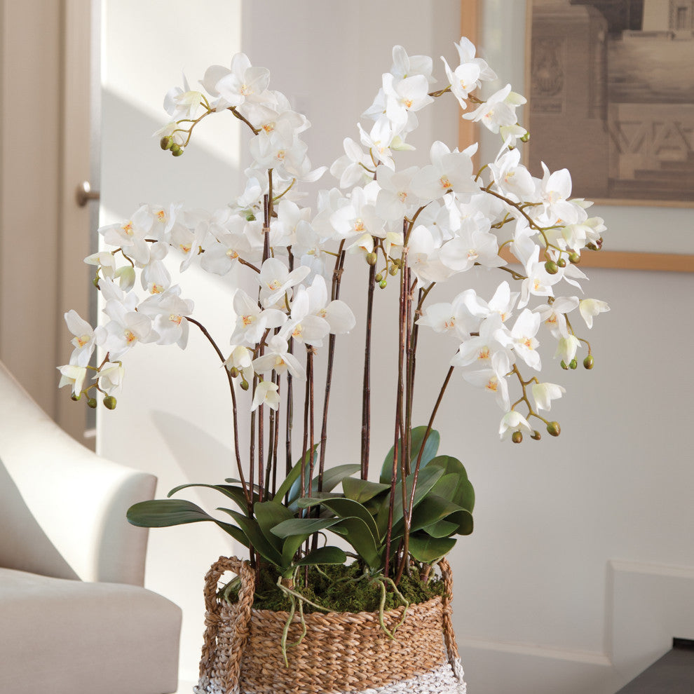 Phalaenopsis Orchid Drop-In with Root Ball, 36"