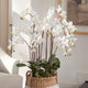 Phalaenopsis Orchid Drop-In with Root Ball, 36"
