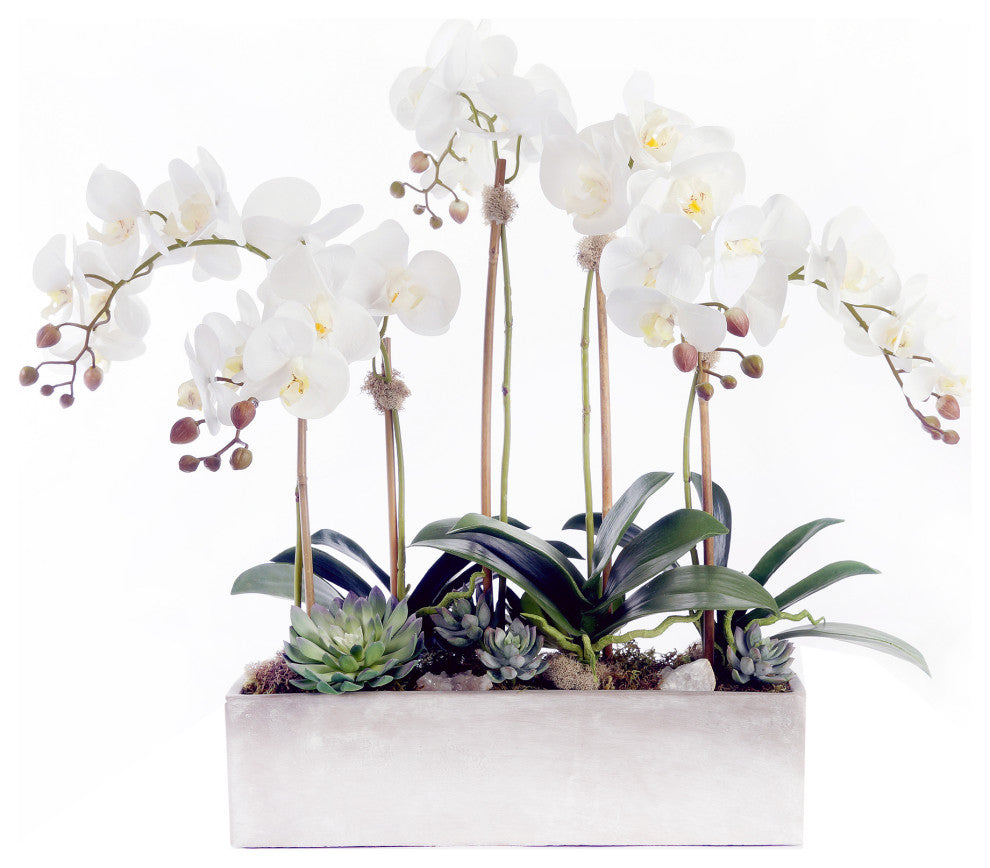 Modern Cream White Orchid Arrangement