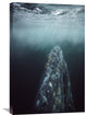 "Gray Whale In Breeding Lagoon, Magdalena Bay, Baja California, Mexico" Artwork