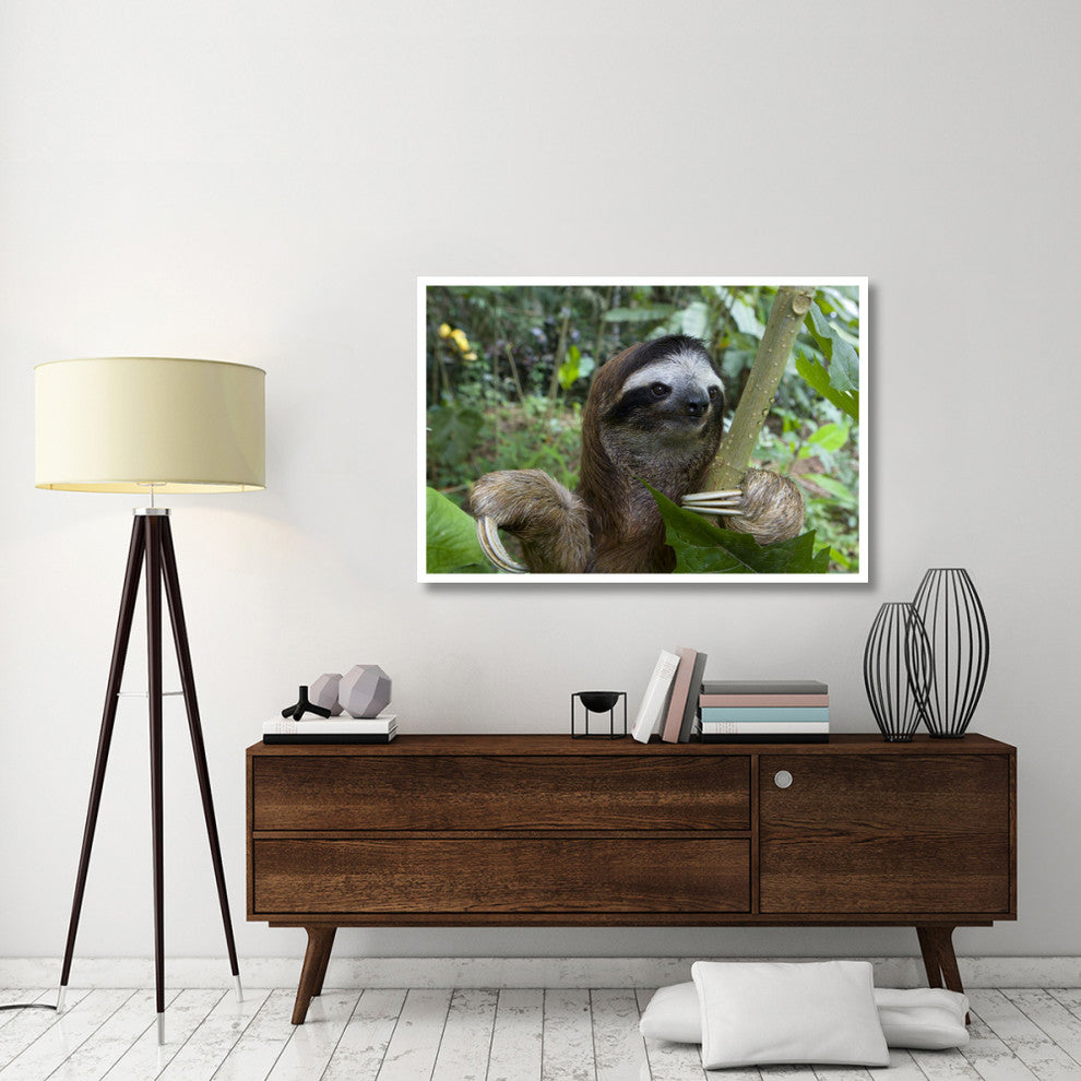 "Brown-throated 3-toed Sloth male, Aviarios Sloth Sanctuary" Paper Art, 50"x34"