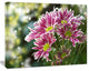 Purple Chrysanthemum Flower, Large Floral Canvas Art Print, 60x40