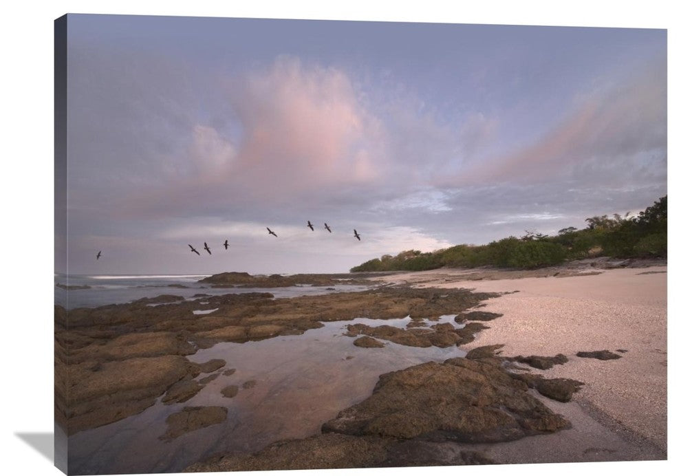 "Pelicans Over Playa Langosta, Guanacaste, Costa Rica" Artwork, 40" x 30"