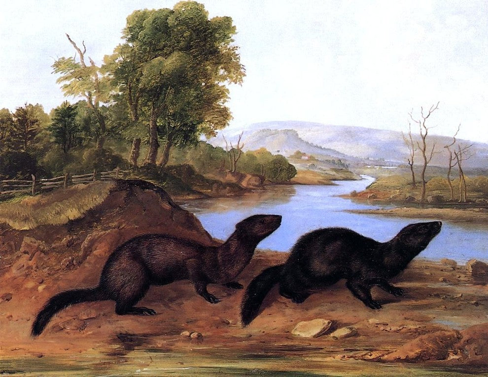 John Woodhouse Audubon Mountain Brook Minks, 21"x28" Wall Decal