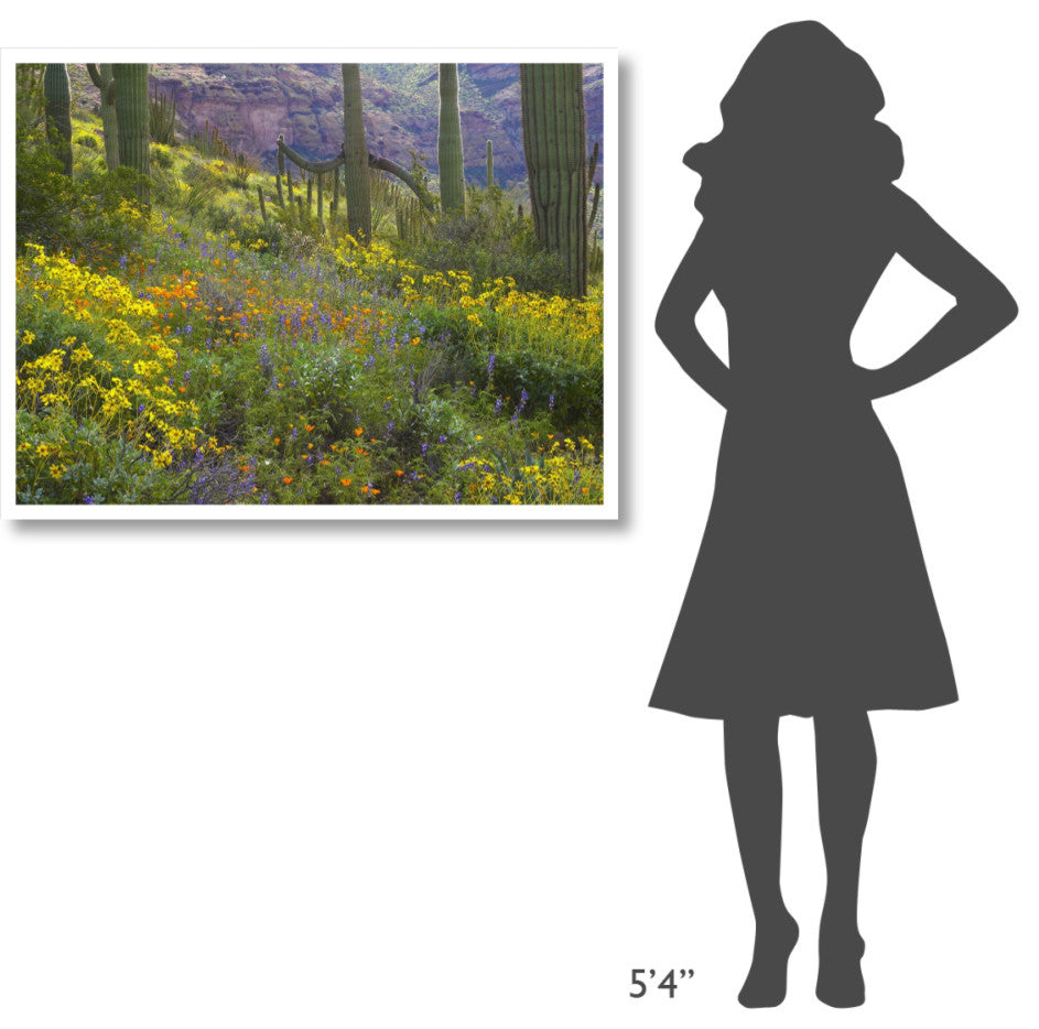 "Saguaro amid flowering Lupine, Organ Pipe Cactus Monument" Paper Art, 42"x32"