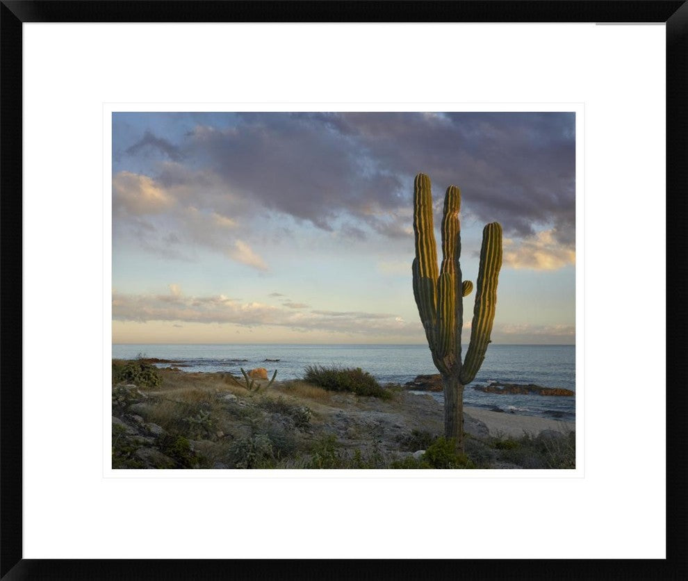 "Saguaro cactus at beach, Cabo San Lucas, Mexico"  by Tim Fitzharris, 24x20"