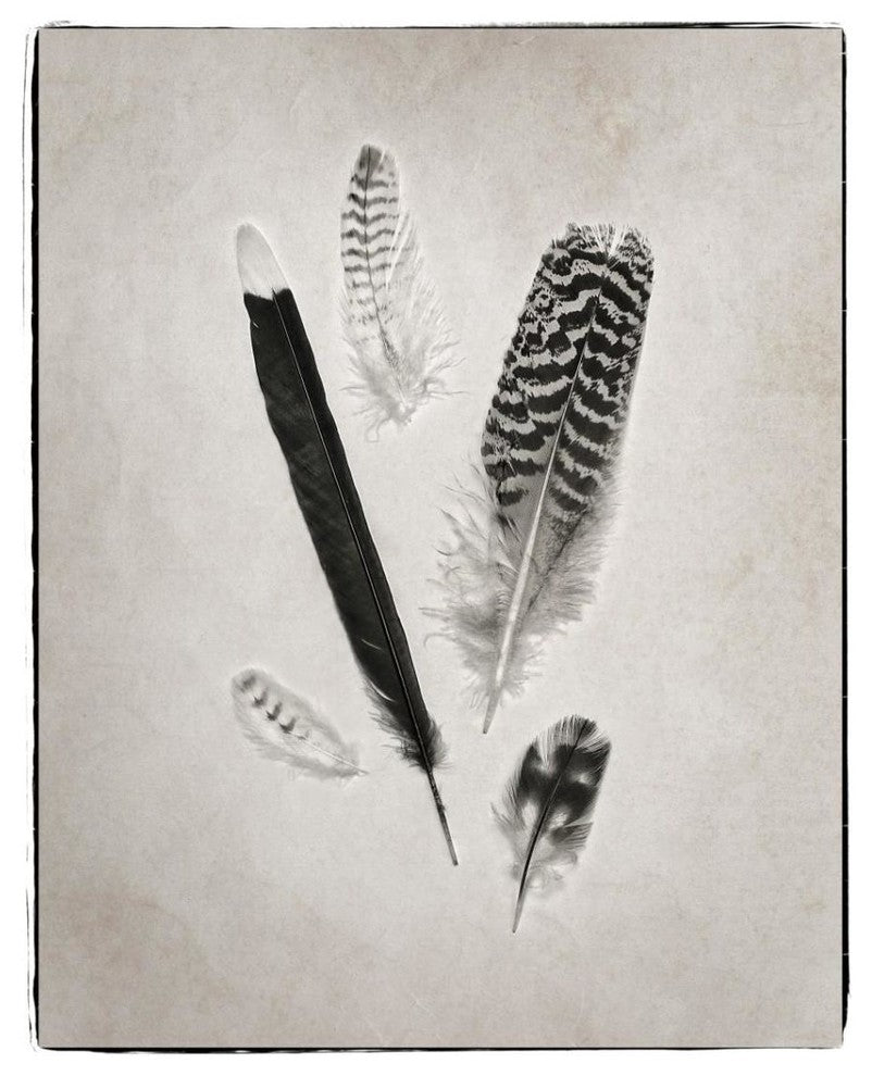 "Feather Group II - BW" Digital Paper Print by Debra Van Swearingen, 30"x37"