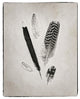 "Feather Group II - BW" Digital Paper Print by Debra Van Swearingen, 30"x37"