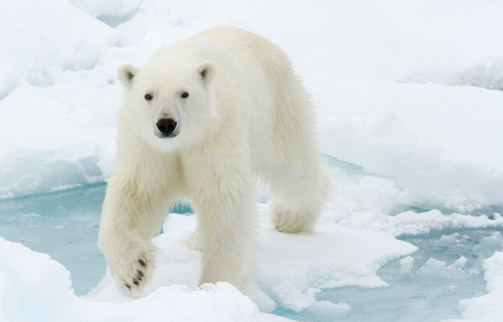 Giant White Polar Bear Walking On Icy Lake Wildlife Photo Canvas Wall Art Print, 18" X 24"