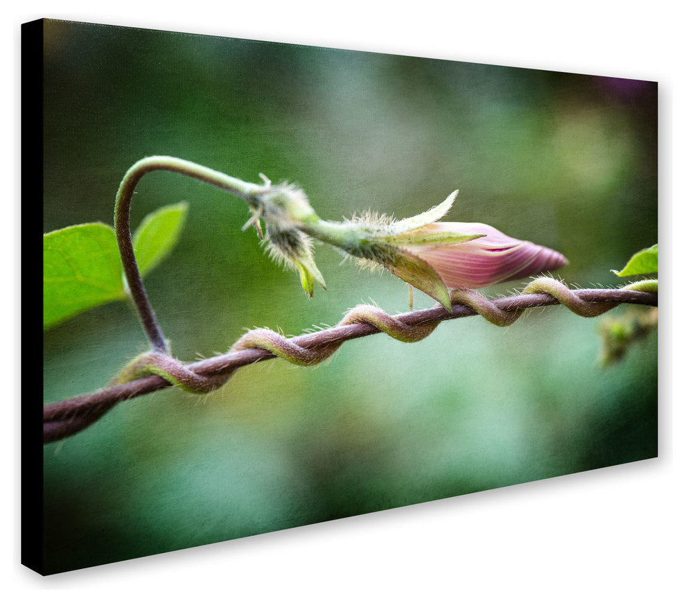 ''Focus'' Canvas Art by Philippe Sainte-Laudy