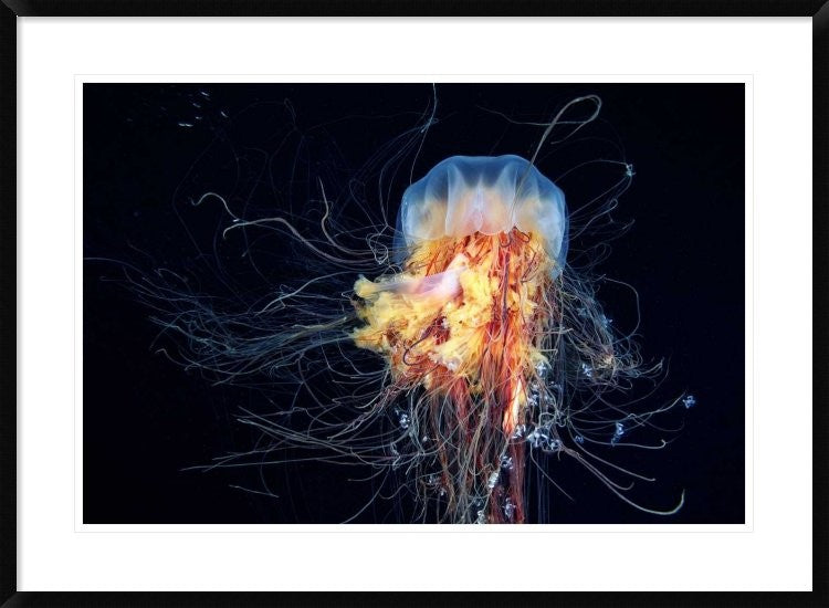"Giant LionS Mane" Framed Digital Print by Alexander Semenov, 38"x28"