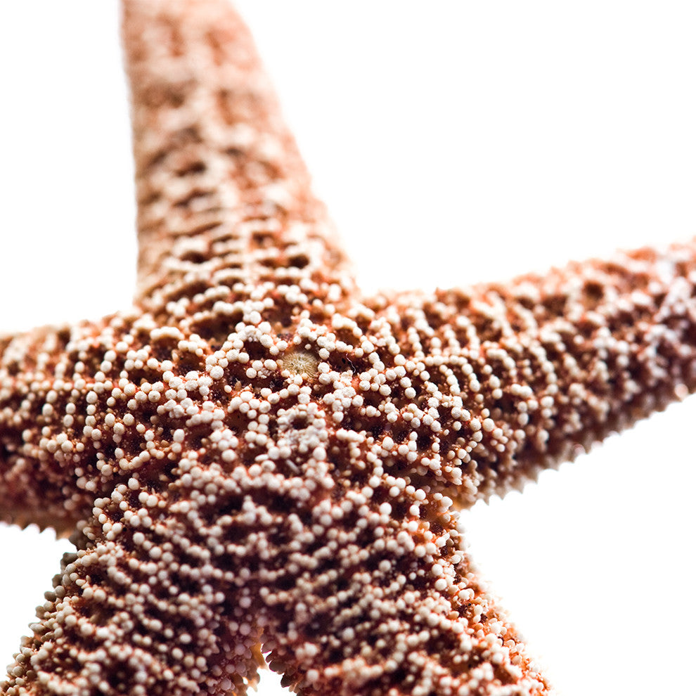 "Basket Stars" Canvas, 30"x30"